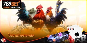 ไก่ชนถ่ายทอดสด น่าตื่นตา น่าลุ้นจนวินาทีสุดท้าย